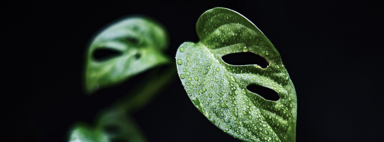 NATURA, Plantes & Aménagements Végétal