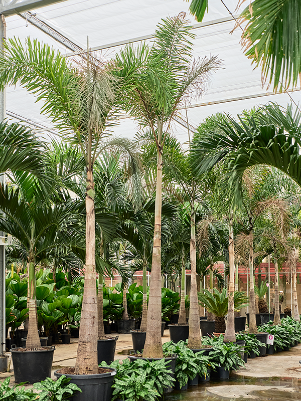Plantes XXL