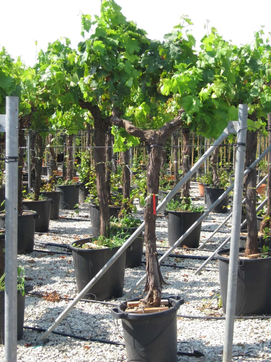 Meine Orangerie - Esclusiva vite Vitis Vinifera a forma di bonsai – Vite premium – bonsai per interni ed esterni facile da pulire – pianta decorativa e durevole per casa e giardino