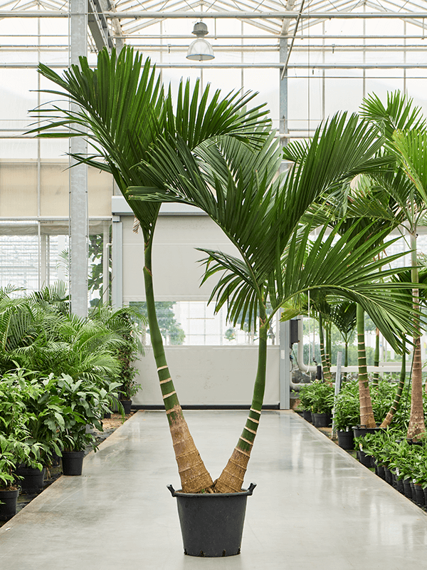 Areca catechu dwarf.