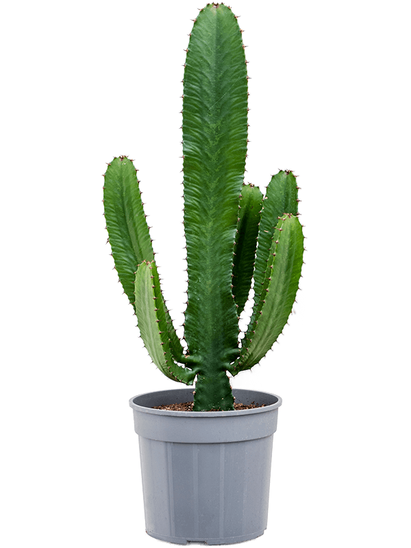Bloomique