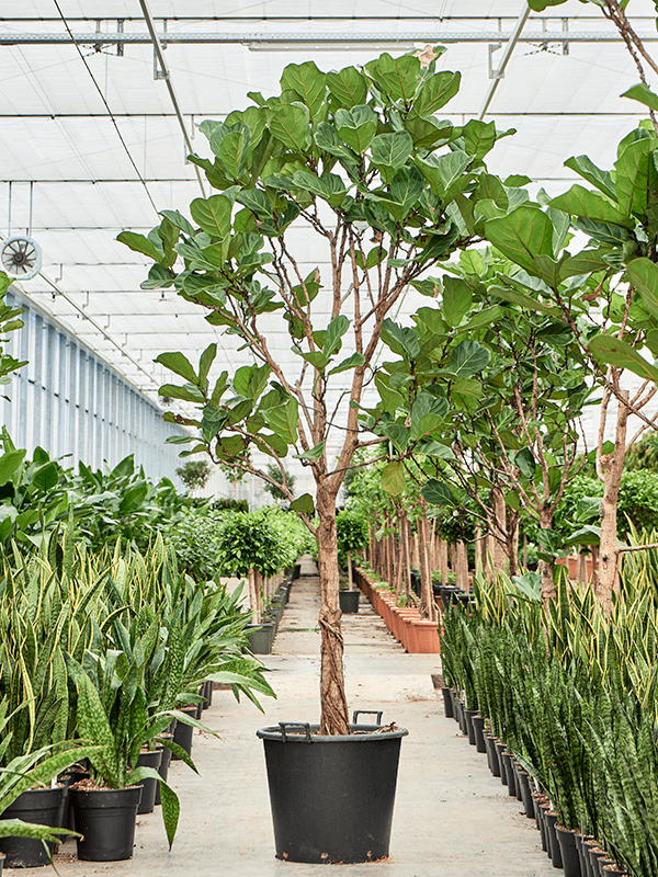 Ficus Lyrata.
