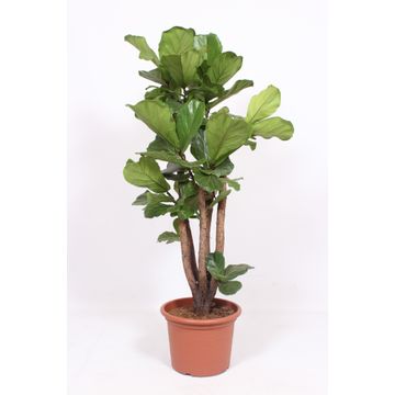 Ficus Lyrata.