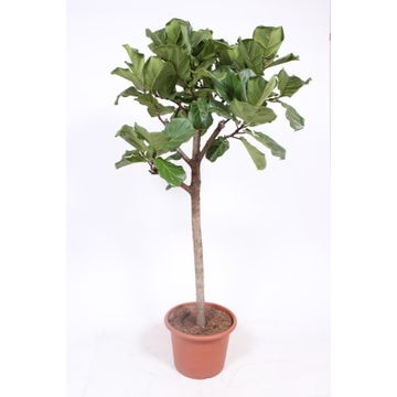 Ficus Lyrata.