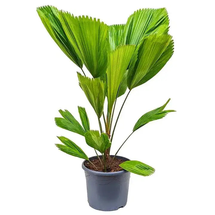 Licuala grandis palmier cuillère plante intérieur extraordinaire plante Paysagisme et aménagement vegetal Beziers