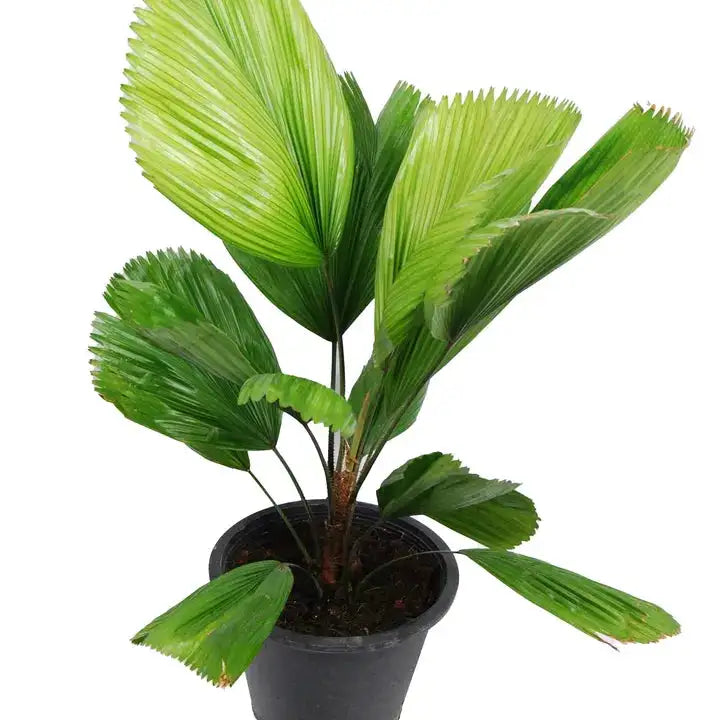 Licuala grandis palmier cuillère plante intérieur extraordinaire plante Paysagisme et aménagement vegetal Beziers