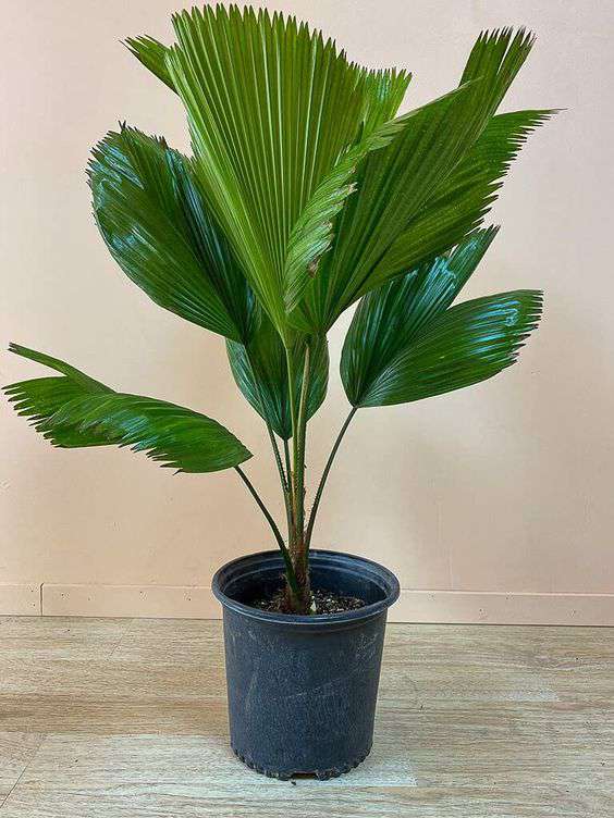 Licuala grandis (Palmier cuillère) Taille:Pot de 25L - 80/100cm Licuala grandis (Palmier cuillère) Taille:Pot de 25L - 80/100cm