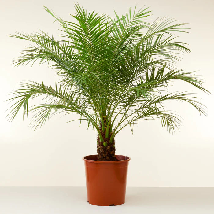 Phoenix roebelenii.