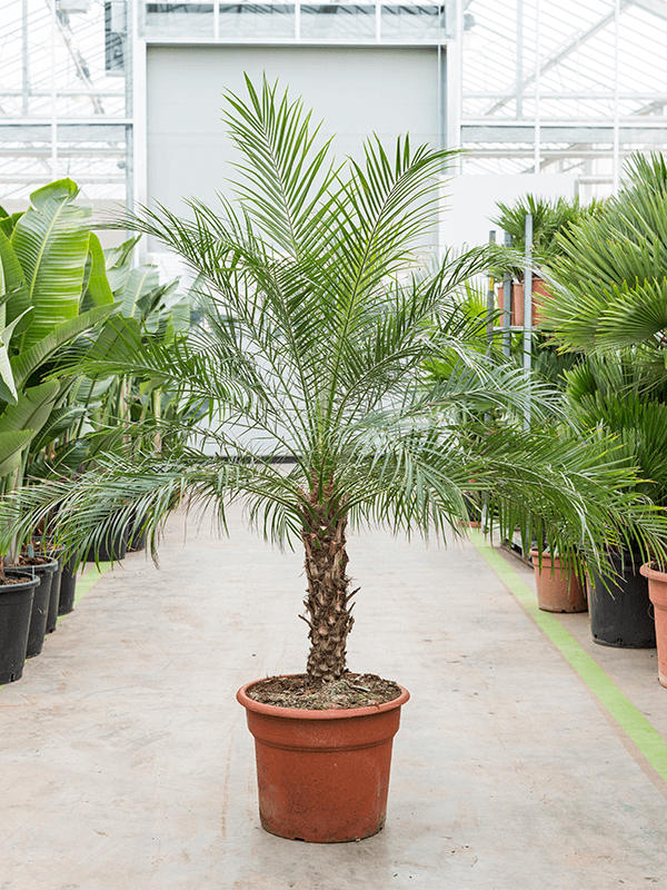 Phoenix roebelenii.