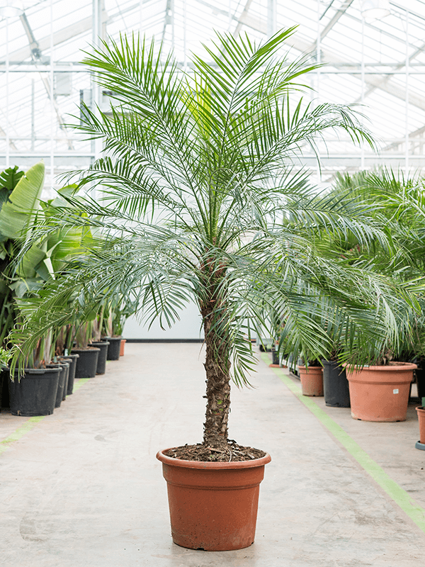 Phoenix roebelenii.