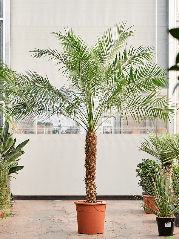 Phoenix roebelenii.