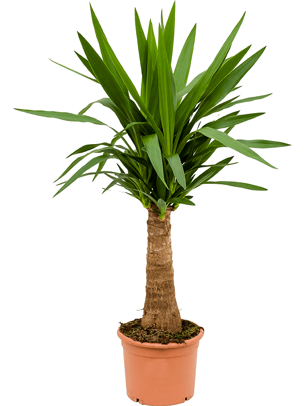 Yucca elephantipes.