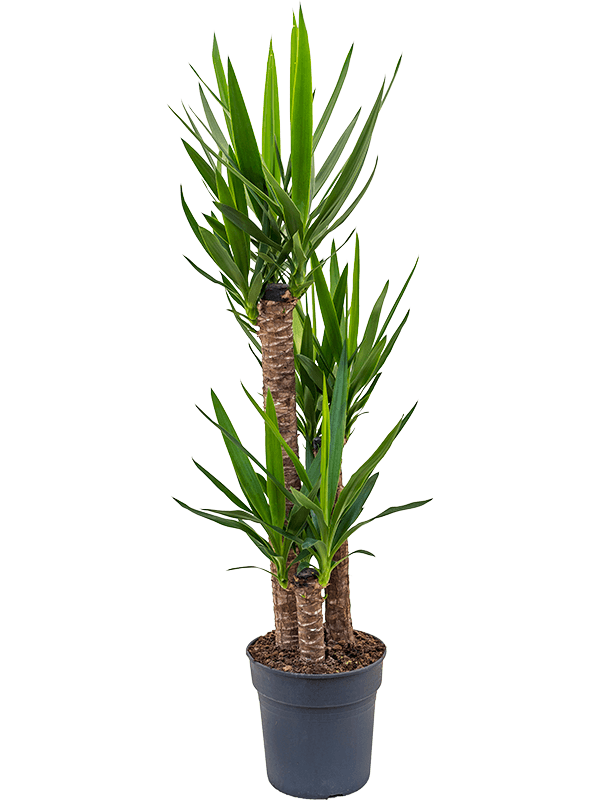 Yucca elephantipes.