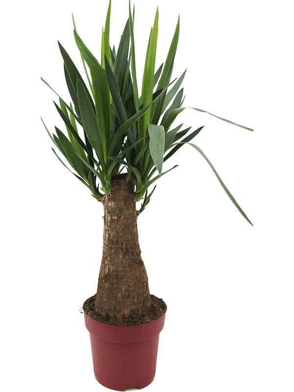 Yucca elephantipes.
