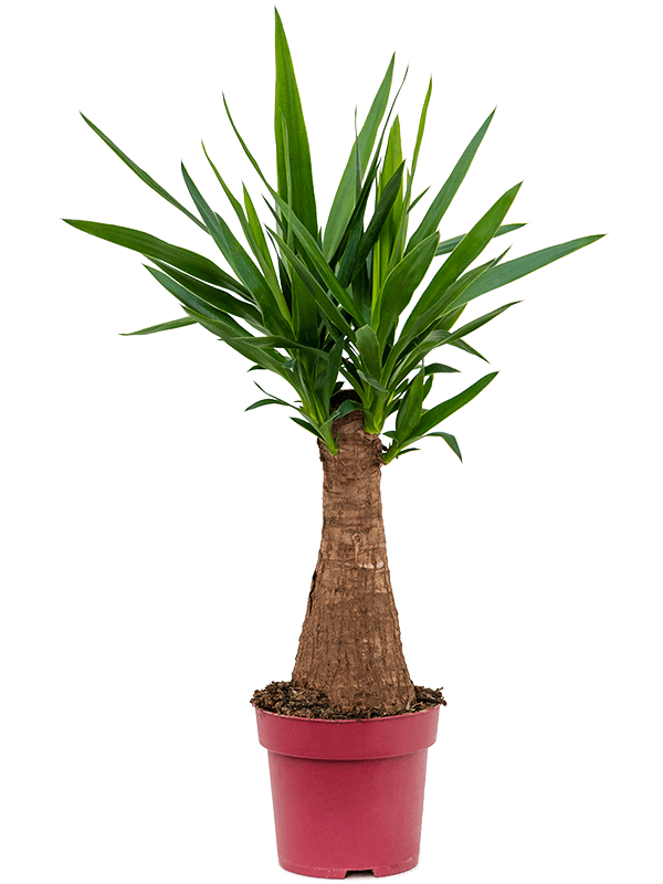 Yucca elephantipes.