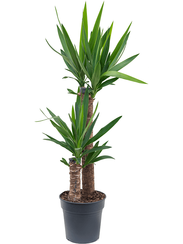 Yucca elephantipes.