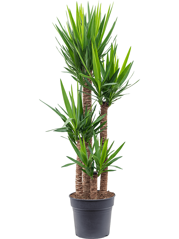 Yucca elephantipes.