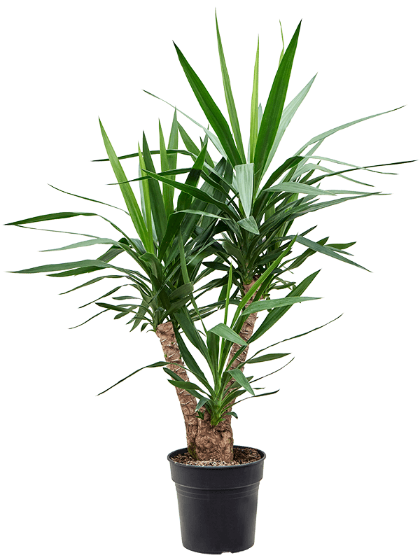 Yucca elephantipes.