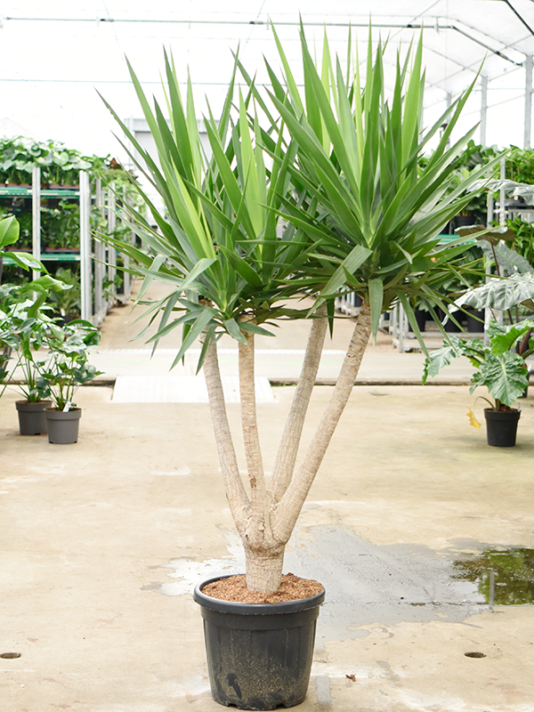 Yucca elephantipes.