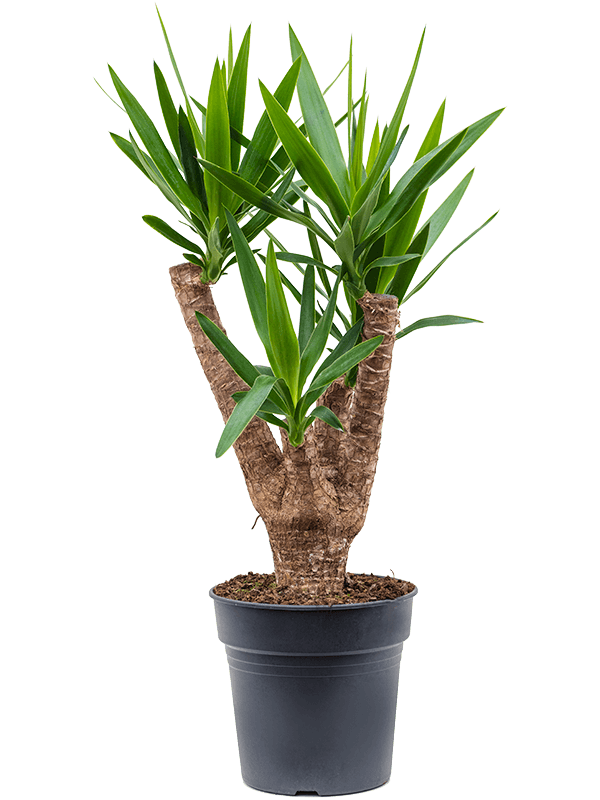 Yucca elephantipes.
