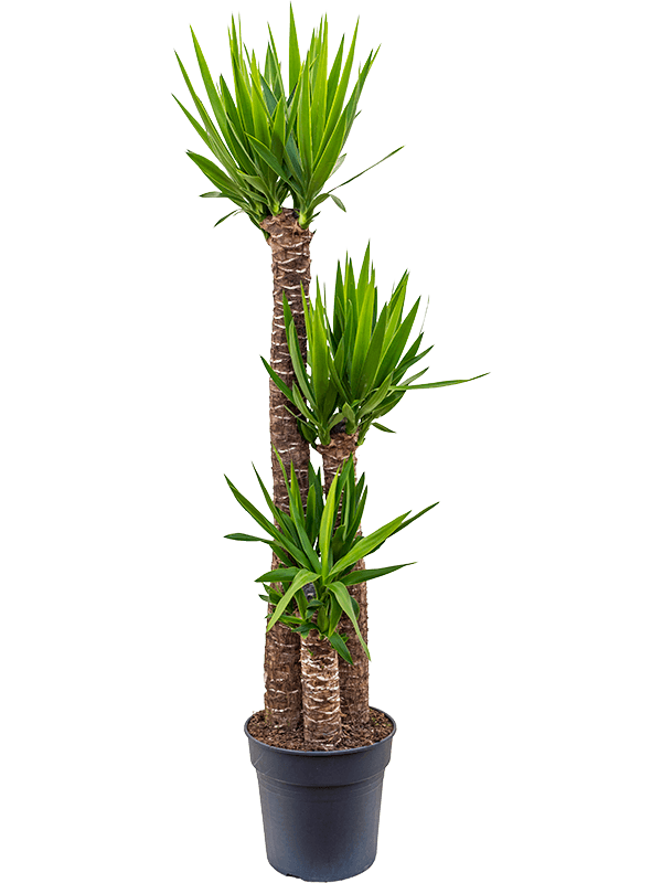 Yucca elephantipes.