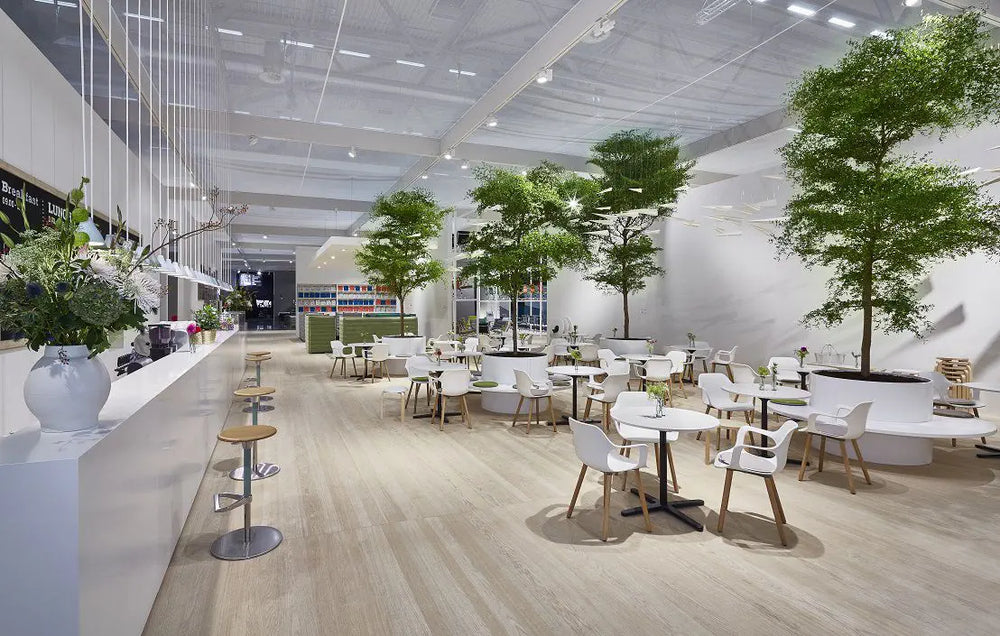 Bucida Buceras, un arbre idéal pour l'interieur !