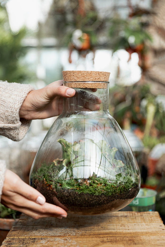 Créer un Terrarium Végétal : Guide Complet pour un Jardin sous Verre