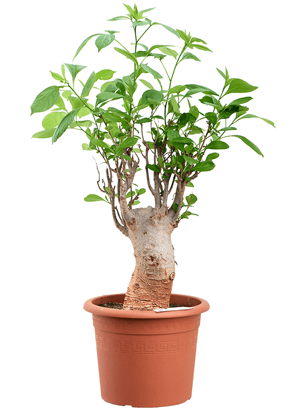Baobab (Adansonia) : NATURA vous presente L'Arbre aux Mille Vertus