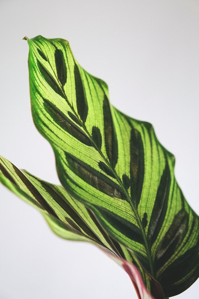Découvrez la beauté exotique des Calathea : Variétés, entretien et spécificités