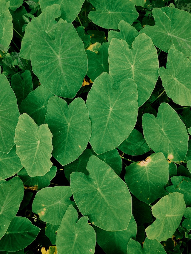 10 plantes spectaculaire adaptées à l'ombre de vos jardins