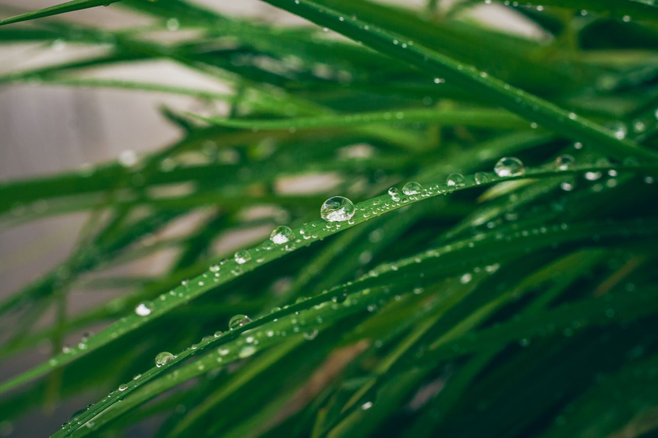 Comment rafraîchir naturellement un intérieur grâce aux plantes ?