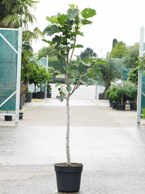 Figuier Ficus carica en pot de culture, sélection NATURA
