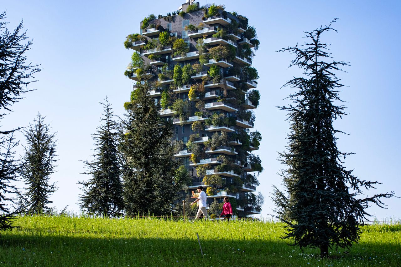 Les 10 espèces végétales les plus adaptées pour rafraîchir les villes françaises face au changement climatique