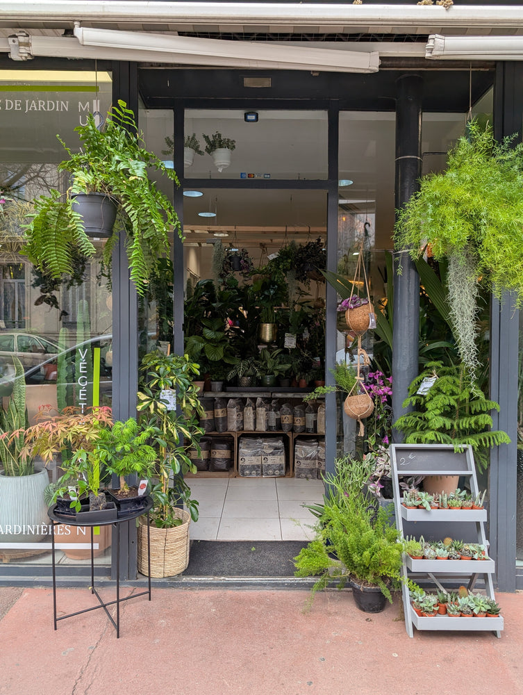 NATURA, votre agence végétale à Béziers : plantes d’exception et service de proximité