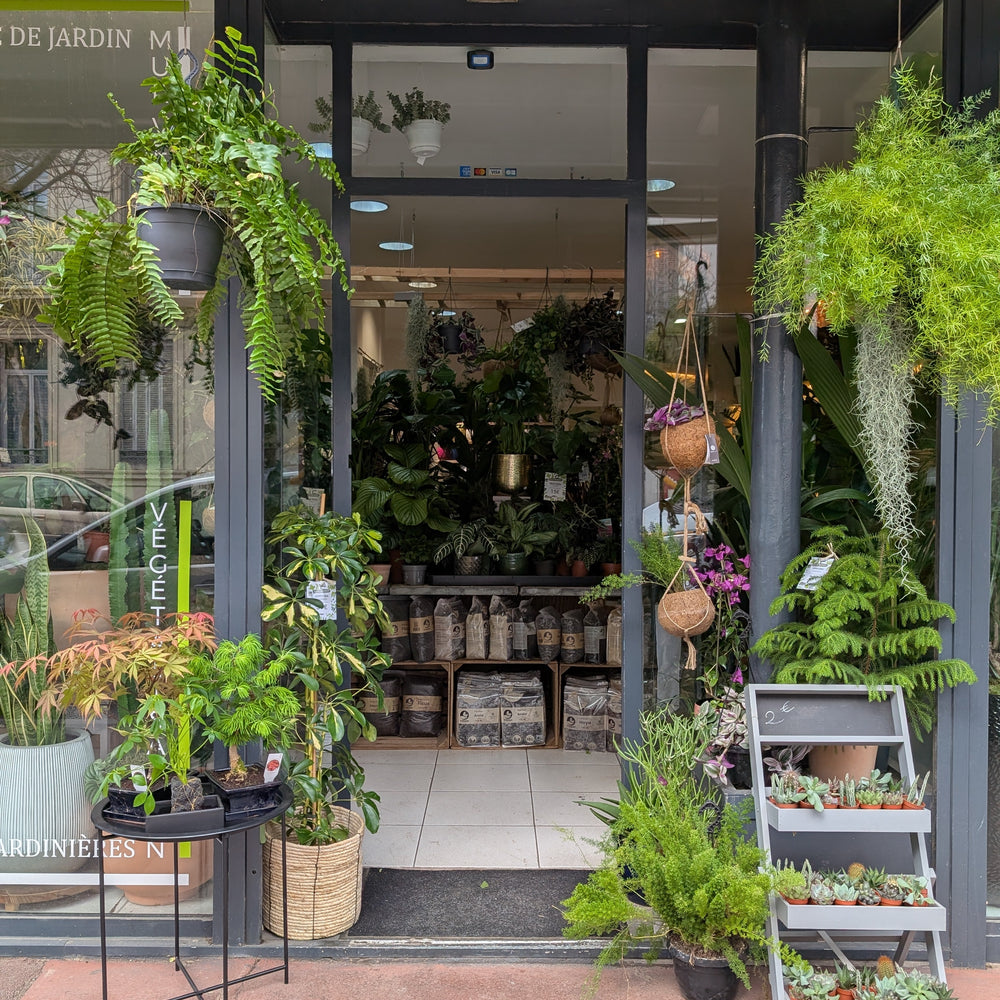 NATURA, votre agence végétale à Béziers : plantes d’exception et service de proximité