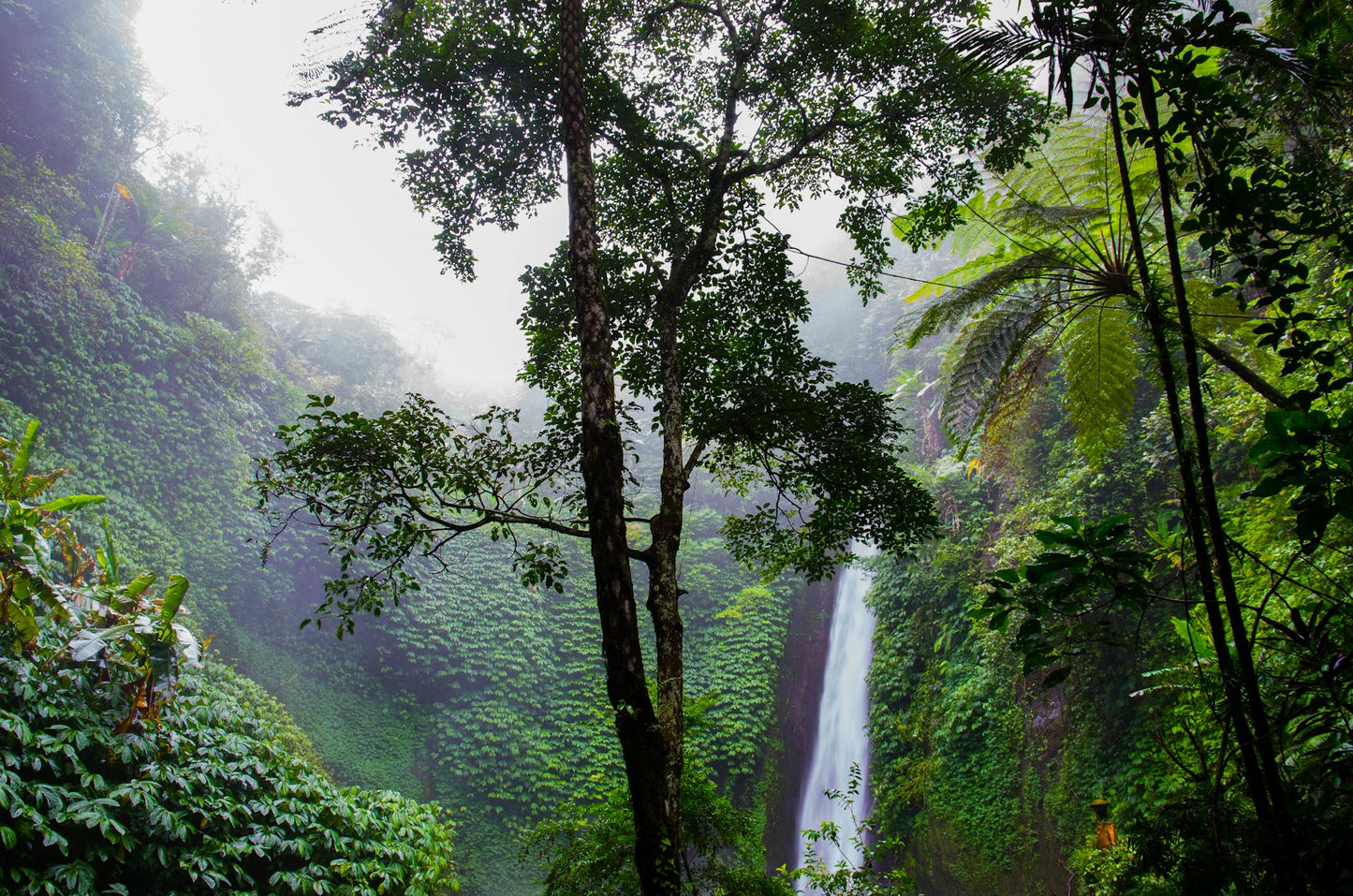 NATURA s’engage pour la planète avec Adopt Rainforest
