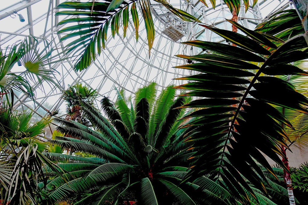 Service plantes de grandes tailles, rare et remarquable à Béziers