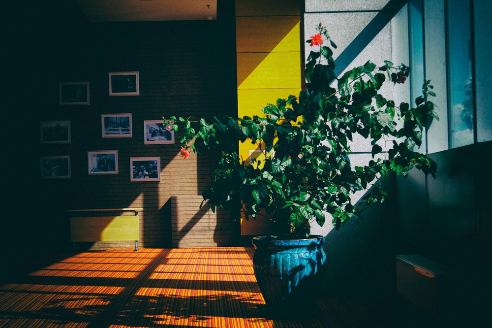 Quelle plantes choisir pour son interieur ?