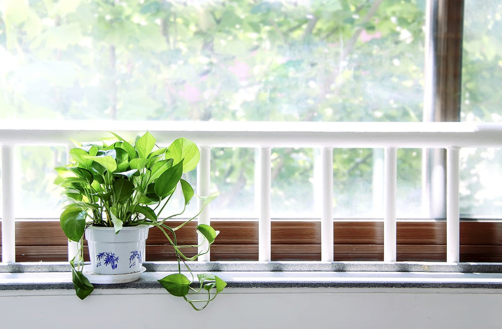 Printemps et plantes d'intérieur, les points de vigilances !