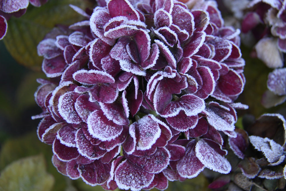 Protéger les plantes en hiver