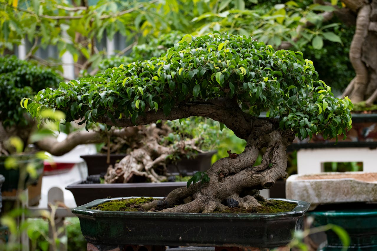 Ficus Retusa Bonsaï : guide expert NATURA sur des sujets d’exception