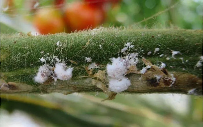 Reconnaître, combattre et prévenir les nuisibles sur vos plantes , Les Conseils NATURA