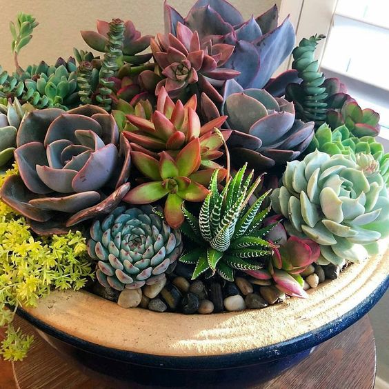 Les succulentes, des plantes d'interieur et d'exterieur pour tous !
