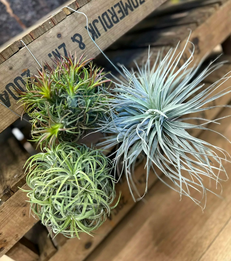 Tout Savoir sur les Tillandsias : Des Plantes aériennes Étonnantes