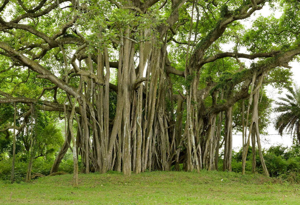 Tout savoir sur les Ficus : 20 espèces incontournables chez NATURA