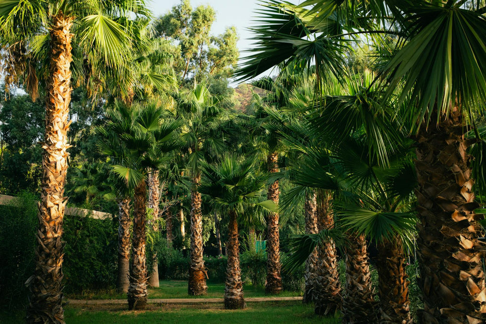 NATURA une selection de Palmiers d'exeption et remarquable