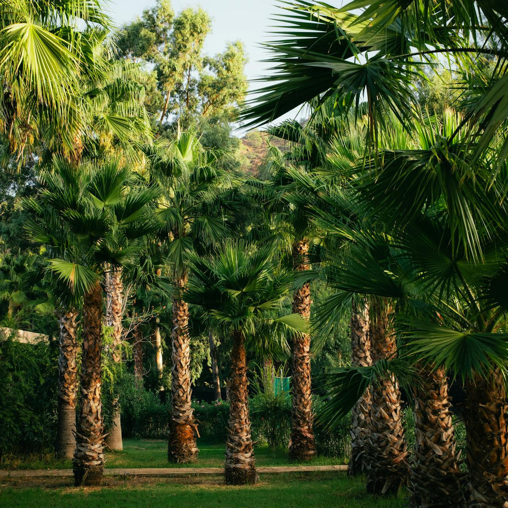 NATURA une selection de Palmiers d'exeption et remarquable