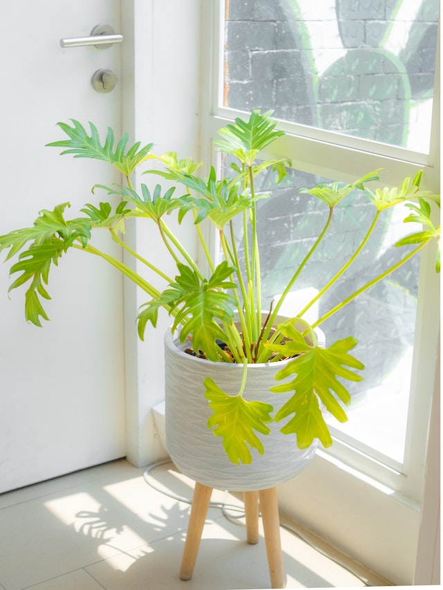 Philodendrons : des plantes d'intérieur polyvalentes et faciles à entretenir
