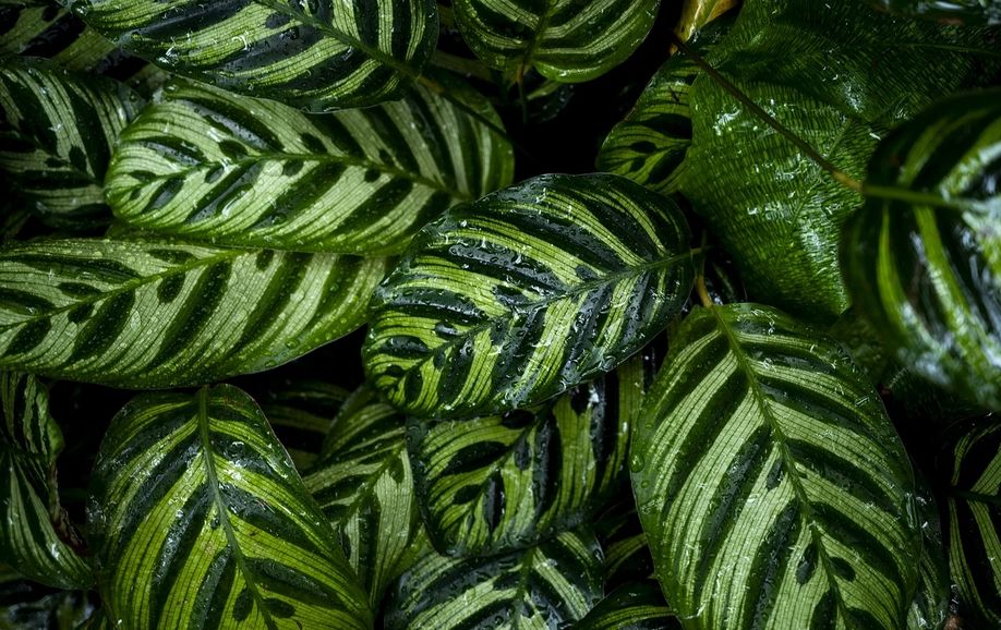 La Nyctinastie, c'est quoi ce phenomene chez les Calathea