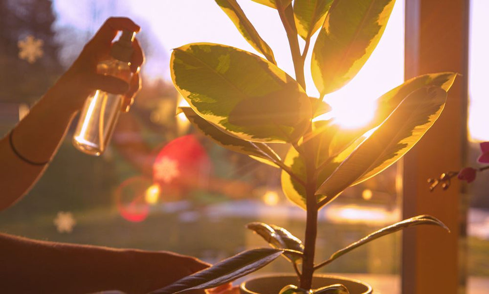 Des Plantes pour Rafraîchir Votre Intérieur avec Natura 🌞